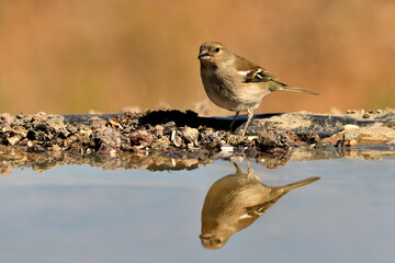 pinzón vulgar (Fringilla coelebs) bebiendo agua en el estanque	