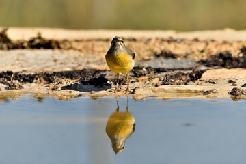 lavandera cascadeña (Motacilla cinerea) reflejada en el agua del estanque	