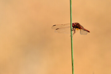 libélula posada en un junco 