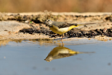 lavandera cascadeña (Motacilla cinerea) reflejada en el agua del estanque	