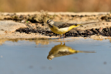 Obraz premium lavandera cascadeña (Motacilla cinerea) reflejada en el agua del estanque 