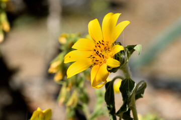 planta de girasol saliéndoles las semillas