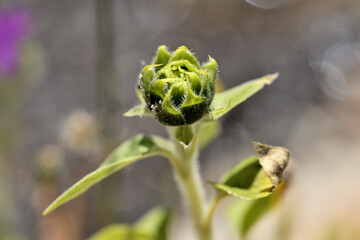 planta de girasol empezando a brotar 