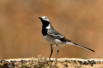 lavandera blanca​ o aguzanieves en el estanque del parque (Motacilla alba). Marbella Andalucía España