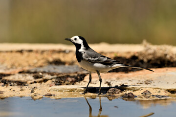lavandera blanca​ o aguzanieves en el estanque del parque (Motacilla alba). Marbella Andalucía España