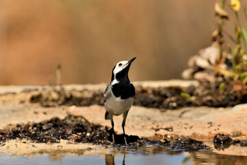 lavandera blanca​ o aguzanieves en el estanque del parque (Motacilla alba). Marbella Andalucía España
