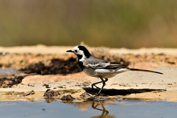 Fototapeta premium lavandera blanca​ o aguzanieves en el estanque del parque (Motacilla alba). Marbella Andalucía España
