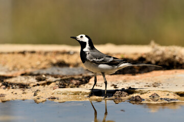 lavandera blanca​ o aguzanieves en el estanque del parque (Motacilla alba). Marbella Andalucía España