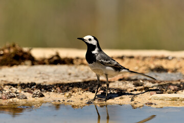 Obraz premium lavandera blanca​ o aguzanieves en el estanque del parque (Motacilla alba). Marbella Andalucía España