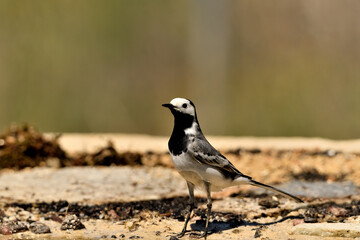 lavandera blanca​ o aguzanieves en el estanque del parque (Motacilla alba). Marbella Andalucía España