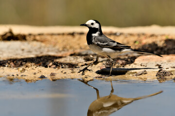 lavandera blanca​ o aguzanieves en el estanque del parque (Motacilla alba). Marbella Andalucía España
