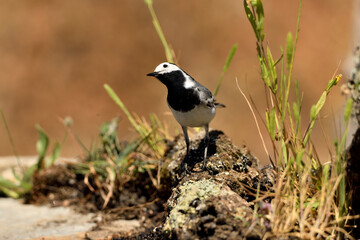 lavandera blanca​ o aguzanieves en el estanque del parque (Motacilla alba). Marbella Andalucía España