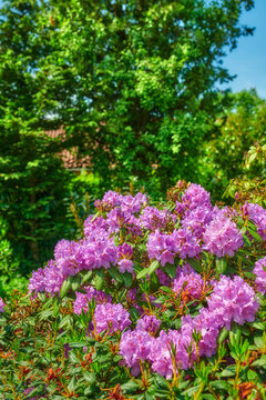 Rhododendron in my garden. A series of photos of rhododendron in garden.
