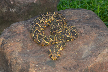 Puff Adder (Bitis arietans)	
