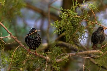 Starling with bunch of twigs in its beak is sitting on branch of thuja..Female also with twigs in her beak sits nearby on tree branch. Selective focus. Starlings build nest. Sturnus vulgaris