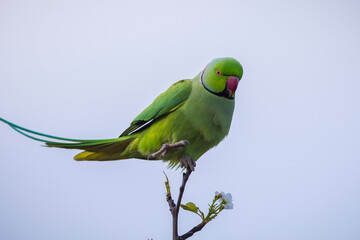 Rose-ringed parakeet, Psittacula krameri, bird closeup