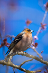 Closeup of a male chaffinch, Fringilla coelebs, singing on a tree in a green forest.