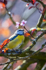 Eurasian blue tit, Cyanistes caeruleus, bird  perched