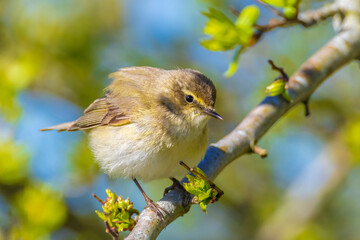 Common chiffchaff bird Phylloscopus collybita