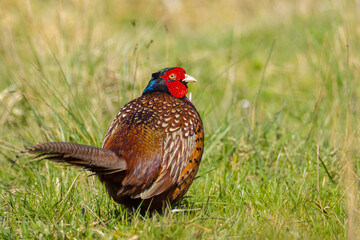 Male Pheasant Phasianus colchicus stepping