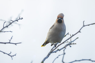 The Bohemian waxwing, Bombycilla garrulus, migratory bird is a rare visitor in the Netherlands