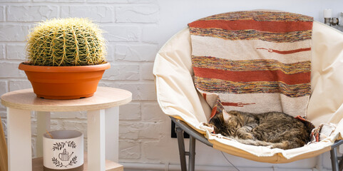 Large echinocactus Gruzoni in interior and sleeping cat in chair. Comfort and landscaping in house, pet and big cactus. Danger of domestic plants for animals, allergies