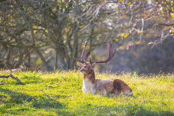 Fallow deer stag Dama Dama resting