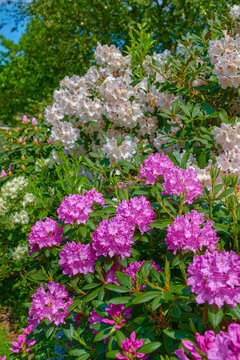 Rhododendron in my garden. A series of photos of rhododendron in garden.