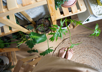 Fototapeta na wymiar Bare feet florist on a jute rug near shelving with a group of indoor plants in the natural interior. Houseplant Growing and caring for indoor plant, green home