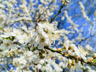 Prunus cerasifera, white flowers on a tree.