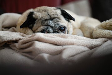 Ein 11 Jahre alter Mops Hund auf dem Sofa. Der beige Hund kuschelt sich in eine beige Decke. Er schaut in die Kamera. Die Ohren sind aufmerksam nach vorne gestellt.