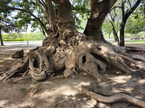 Gran raiz de un arbol grande y viejo