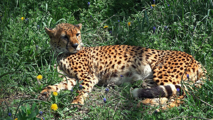 Fototapeta premium The cheetah lies on the grass