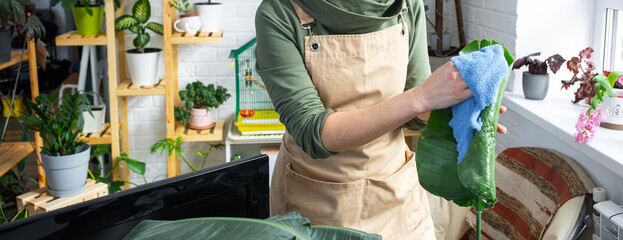 Woman wipes the dust with a rag from the leaves of home potted plants, grown with love on shelves in the interior of the house. Home plant growing, green house, purity and health of plants.  © Ольга Симонова