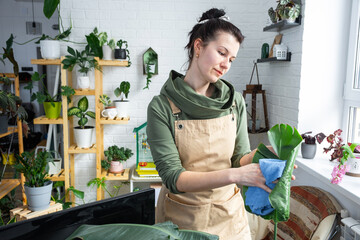 Woman wipes the dust with a rag from the leaves of home potted plants, grown with love on shelves in the interior of the house. Home plant growing, green house, purity and health of plants. 