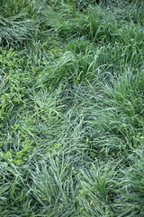 green grass after the rain vertical frame