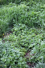 green grass after the rain vertical frame