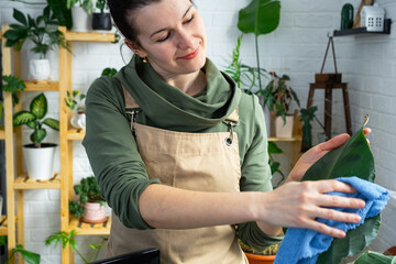 Woman wipes the dust with a rag from the leaves of home potted plants, grown with love on shelves in the interior of the house. Home plant growing, green house, purity and health of plants. 