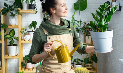 A woman waters home plants from her collection of rare species from a watering can, grown with love on shelves in the interior of the house. Home plant growing, green house, water balance © Ольга Симонова