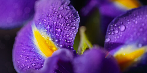 Fototapeta na wymiar Panoramic long banner with beautiful purple iris flowers with water drops on petals. Dark blurred background with bokeh. Greeting card, shallow depth of field
