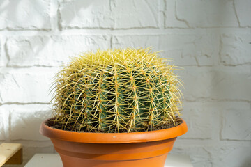 Large echinocactus Gruzoni in the interior against the background of a white brick wall. Home crop...