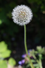 Akènes de pissenlit 