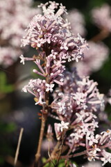 Bourgeons de lilas de Chine au printemps