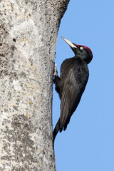 black woodpecker