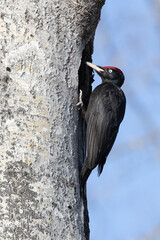 black woodpecker