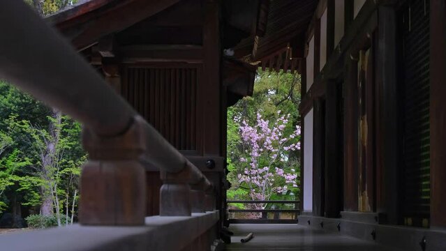 日本、桜、京都、春の風景、日本の国花	
