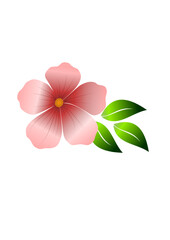 pink frangipani flower isolated