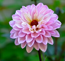 Fototapeta premium Closeup of a gorgeous dahlia