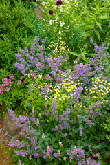 Fototapeta na wymiar Beautiful flowers from my garden. A series of beautiful garden photos.
