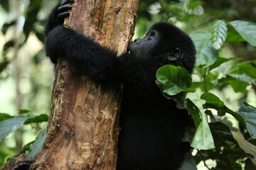 Baby mountain gorilla climbing a tree © Vadim Orobeyko